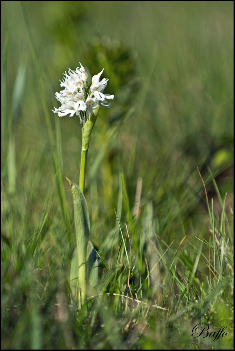 Neotinea tridentata